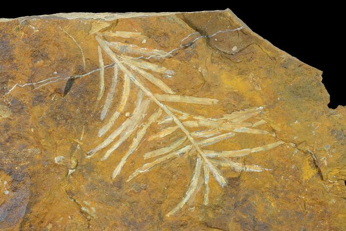 Paleocene Fossil Plant (Parataxodium) - North Dakota #156274
